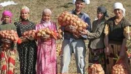  برداشت  805 هزار تن سیب زمینی در تاجیکستان