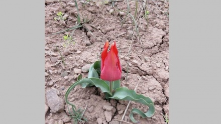 Гулҳои  саҳро