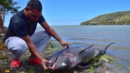 モーリシャスの海岸で、重油流出が原因でイルカが打ち上げられる