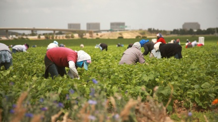 I braccianti agricoli, risorsa e vergogna dell’Europa… e dell’Italia