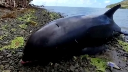 モーリシャス沖タンカー重油流出で、４０頭以上のイルカ・クジラが死亡