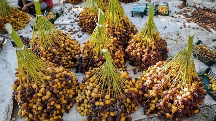 Panen Ruthab di Abadan, Iran (2)