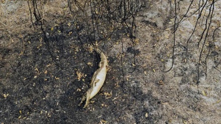 ブラジル・アマゾン熱帯雨林の火災が野生生物の生存に悪影響（動画）