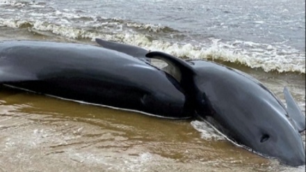豪州南東部沿岸にクジラが多量に打ち上げられる（動画）
