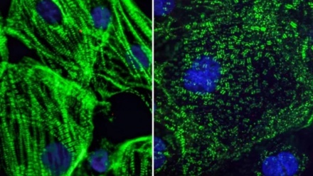 कोरोना वायरस का एक चौंका देने वाला नुक़सान आया सामने!