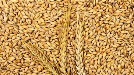 中国暂停从一澳大利亚企业进口大麦