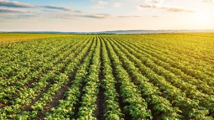 Zimbabwe: Wakulima wazungu wa kigeni wanaweza kuwasilisha maombi ili kurejeshewa ardhi zao walizonyang'anywa 