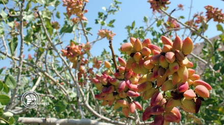 تلاش باغداران ارزگان برای جایگزینی کشت پسته به جای خشخاش