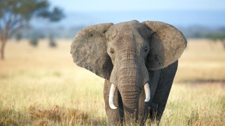 حمله وحشتناک فیل خشمگین به خودروی گردشگران + فیلم 