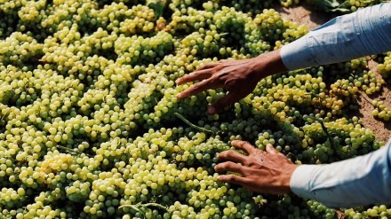 イラン西部ロレスターン州のぶどう園で収穫の季節
