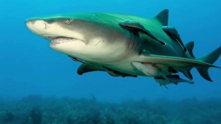 Экспертлар ҳисоб-китоби: COVID’га қарши вакцина учун қанча акула ўлдирилиши мумкин?