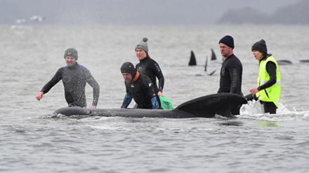 オーストラリアでクジラ約380頭が死ぬ（動画）