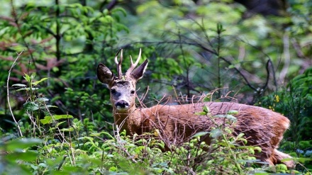 'Nature is unraveling': New WWF report reveals 'alarming' 68% plummet in wildlife populations worldwide since 1970