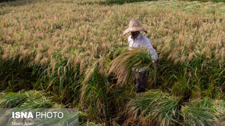 Qilonədə bırzi dıvey mevsum bə oxo rəse.