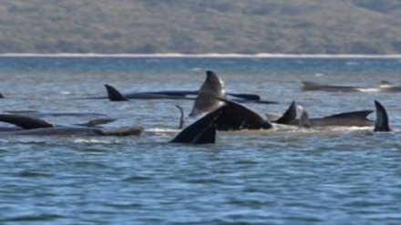 مرگ حدود 380 نهنگ در آب های استرالیا