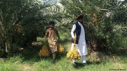 کشت زعفران، موز و خرما به جای خشخاش در افغانستان