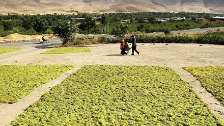 Panen Anggur dan Produksi Kismis di Malayer, Iran (2)