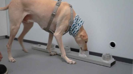 フィンランドの空港で、コロナ感染かぎ分ける犬の出動開始