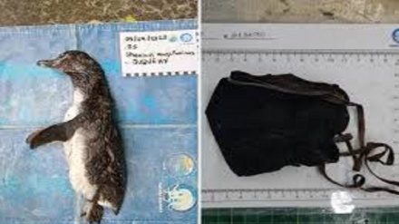 Triste storia dell’inquinamento Covid: pinguino muore a causa di una mascherina 