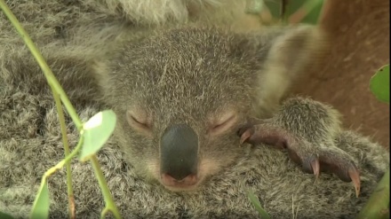 オーストラリアで、「コアラ戦争」