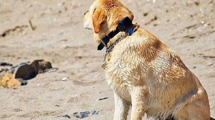 واقعا چې سپی ډیر وفاداره وي 