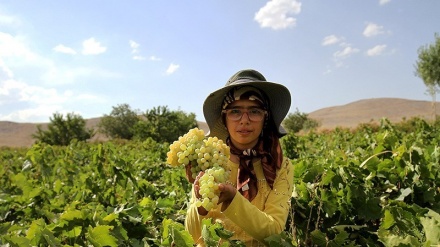 Panen Anggur dan Produksi Kismis di Malayer, Iran (1)