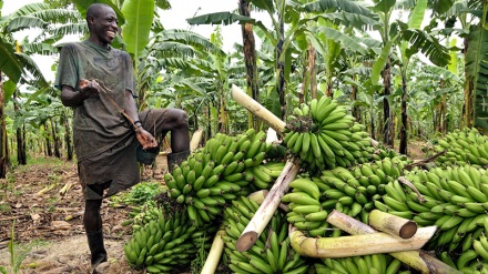 Licha ya changamoto za corona kwa maisha ya watu, sekta ya kilimo imekuwa na ustawi nchini Uganda + SAUTI