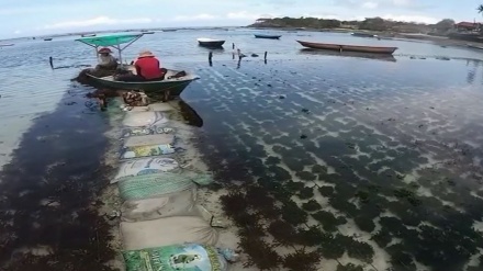 Pariwisata Sepi, Penduduk Lembongan Budidaya Rumput Laut
