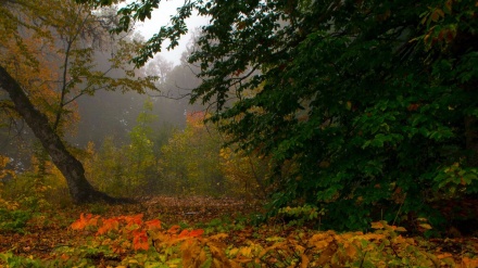 Fotos: Otoño en Yahannama, norte de Irán