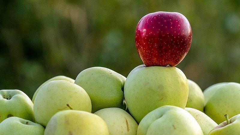 مصرف این میوه خطر ابتلا به آلزایمر را کاهش می‌دهد
