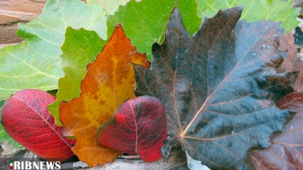 (FOTO) Iran, l'autunno e la bellezza della natura- 1  