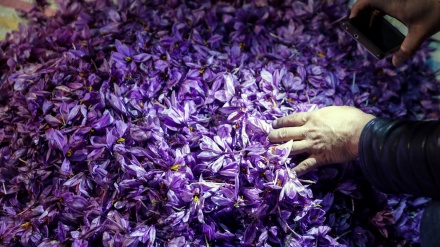 (FOTO) Iran, la raccolta del zafferano a Torbat- e Heydarieh