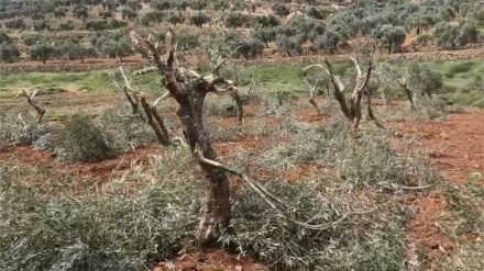 מתנחלים יהודים כרתו בלילה אחד 300 עצי זית פלסטינים