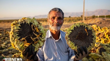 (FOTO) Iran, campo di girasoli a Nahavand   