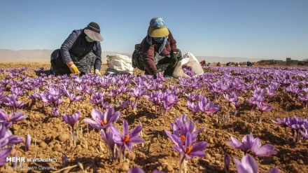 رقبای جدید در کمین طلای سرخ ایران؛ ازبکستان به دنبال افزایش کشت زعفران