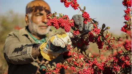 イラン東部セムナーン州で、野生バーベリーの収穫が始まる