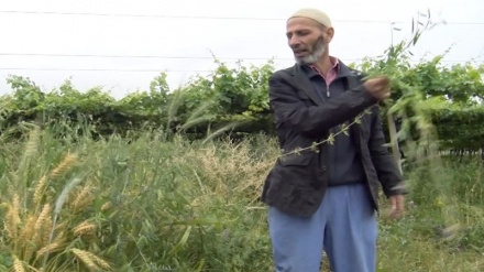 ضرورت رشد بخش کشاورزی تاجیکستان در شرایط کرونایی