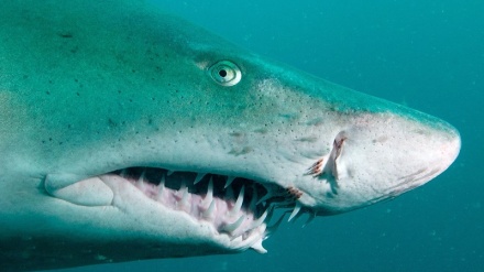 شارک کبان خپل ورور او خور خوري 