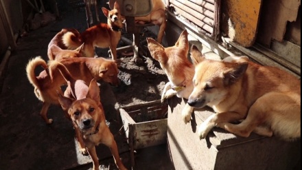 8畳2間に犬164匹、出雲で多頭飼育崩壊