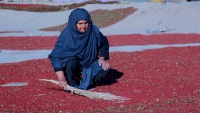 イランで、バーベリーの実の収穫シーズンが到来　