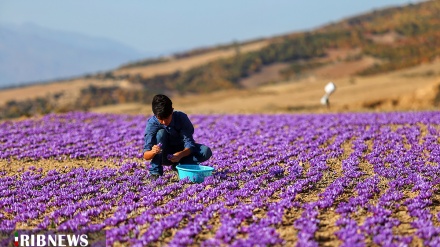 (FOTO) Iran, raccolta dello zafferano - 1