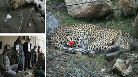 Iran: femmina di leopardo salvata vicino al Mar Caspio