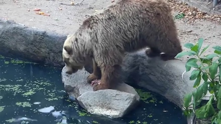 خرس مهربان کلاغ را از غرق شدن نجات داد+ فیلم