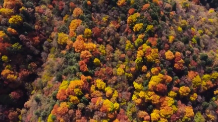 中国の森林が、世界規模での二酸化炭素の削減に大きく作用