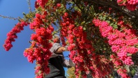 イランで、バーベリーの実の収穫シーズンが到来　