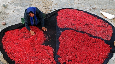 (FOTO) Iran, raccolta melagrano in Chahar Mahal- e Bakhtiari