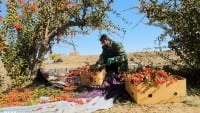 イランで、バーベリーの実の収穫シーズンが到来　