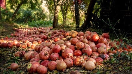 ইরানের কুহদাশত অঞ্চলের সুস্বাদু ডালিম