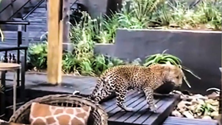 (VIDEO) Africa, pantera semina panico in albergo