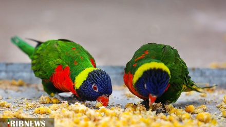 (FOTO) Iran, giardino di uccelli a Qom